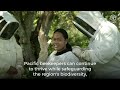 pollinators of paradise building a thriving and sustainable beekeeping industry in the pacific