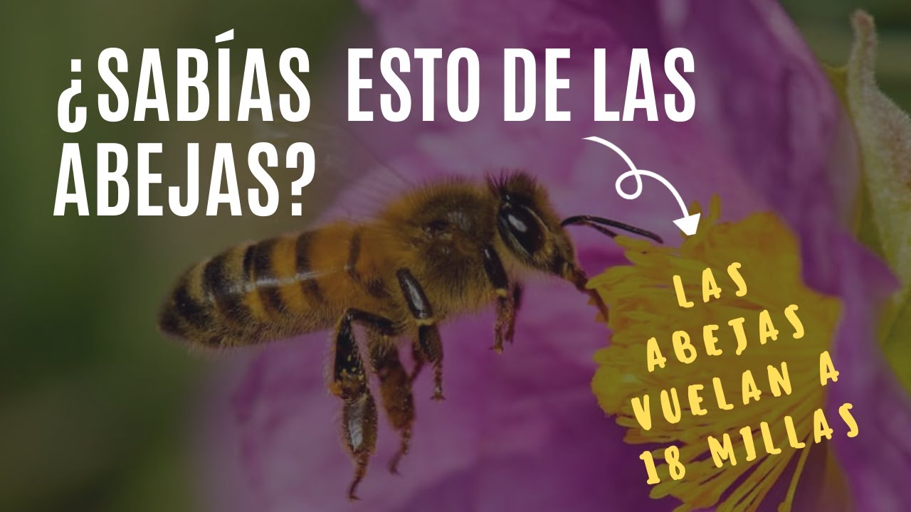 El Fascinante Mundo De Las Abejas: Descubre Sus Secretos De Vuelo Y ...