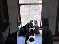 ネコと子ネコとおじさん　ニャルソック始まるよぉ〜‼️少し長めのversion cat cats 猫 ねこ kitty クロネコニャー blackcat