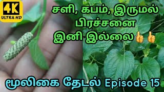 மூலிகை தேடல் Episode 15 - சளி, இருமல், கபம், நெஞ்சுசளி தீர்க்கும் அற்புத மருந்து l திப்பிலி பயன்கள்