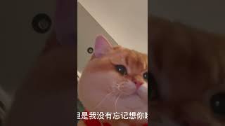 姐姐，刷到我了！亲亲#治愈猫咪