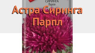 Астра обыкновенный Парпл 🌿 обыкновенный астра Парпл обзор: как сажать, семена астры Парпл