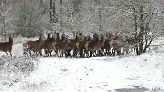 Tantissimi caprioli sulla neve