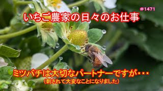 ミツバチは大切なパートナーですが・・・（刺されて大変なことになりました）　いちご農家の日々のお仕事　＃１４７１