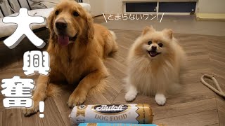 ご褒美に愛犬たちに久しぶりに高級ペットフードのブッチをあげました。