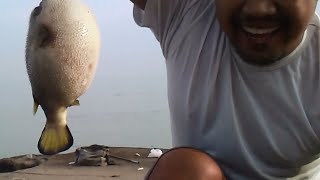 Sensasi Strike - Mancing dapat ikan Buntal Besar / Fugu Fish