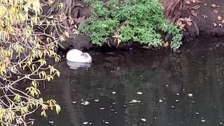 white muskrat on the river