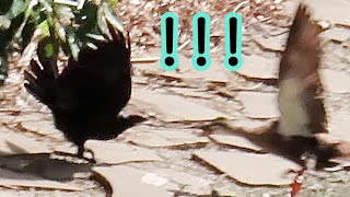 【超感動😭】カルガモ３兄弟がカラスの縄張りに！攻撃され母ガモがんばる… Three ducklings bro are attacked by crows! Their mother ..