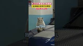 1月23日，车主在引擎盖放上防猫垫，流浪猫还是找空位蹲坐