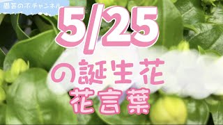 5/25の誕生花と花言葉【園芸のぶチャンネル】【５月】【２５日】【ガーデニング】【雑学】【トリビア】【エキザカム】