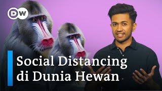 Social Distancing Juga Dilakukan Hewan Saat Sakit | DWExplainer