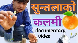 सुन्तलाको कलमी गर्ने तरिका। दक्षिण कोरियामा आधुनिक सन्तला खेती video by Dinesh Mudbari. Orange farm