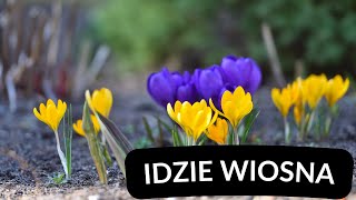 Idzie Wiosna - Krokusy Na Trawniku ❤️