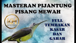 Pijantung Pisang Suara Kasar dan Rapat