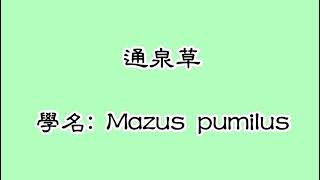 第一百零六集：通泉草 Mazus pumilus