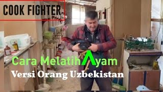 Cara Melatih Ayam Jago ala Botoh Tua Uzbekystan