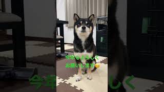 【柴犬】新年のご挨拶🎍今年もヨロシクお願いします😊＃正月＃柴犬＃新年のご挨拶