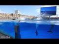 名古屋港水族館でイルカパフォーマンスとシャチの公開トレーニングを見た