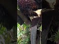 #shorts Skill dan Tehnik Panen kelapa sawit pokok tinggi pakai egrek