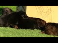 The real thing! Kraftwerk K9 German Shepherd Puppies with genuine true black sable colors