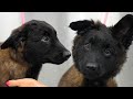 This Dog Is The Definition Of Puppy Dog Eyes 🥺 | Adorable Belgian Tervuren Puppy