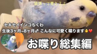 #33 【お喋り総集編】【生後3か月-8ヶ月】【セキセイインコちくわ】