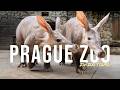 Prague Zoo Tour | Europe's Best Conservation Zoo?