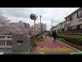 cycling the chery blossoms at shakuji river 石神井川