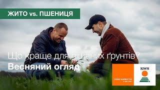 Жито чи пшениця: що краще для піщаних ґрунтів? Весняний огляд | КВС-УКРАЇНА