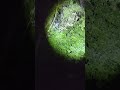 PREDATOR: The Orion Hunt