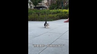 #起司猫 #我镜头下的小猫 #被猫猫治愈的瞬间 #这小猫不得给我迷死啊 #召唤猫术