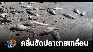 ชาวบ้านแตกตื่น พบปลาจวดทะเลหลายพันตัว เกยตื้นตายไม่ทราบสาเหตุ: Matichon TV