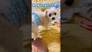 懲りないママにあきれる愛犬＃オムツ#マルチーズ＃マナーパンツ＃犬＃パンツ#あきれる