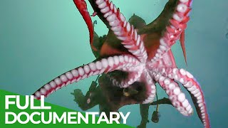 Mysterious Tentacles | Blue Realm | Free Documentary Nature