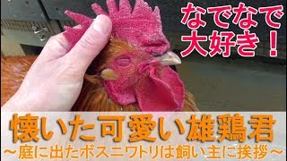 懐いた可愛い雄鶏君～小屋から庭に出たボスニワトリは飼い主に挨拶をする～