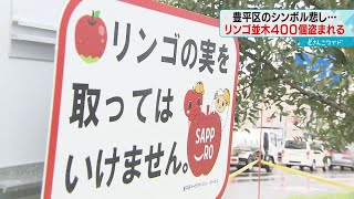 長さ約１キロのリンゴ並木　街のシンボルからリンゴ４００個盗まれる　札幌市豊平区