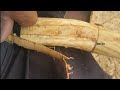 cinnamon harvesting in traditional villages in sri lanka gamaka siriya facebook group highlight