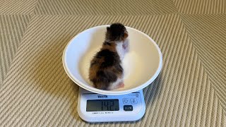 【生後7日の子猫】子猫の体重測定と母猫のおやつタイム【保護8日目】