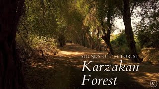 Sounds of the forest - Karzakan Forest, Bahrain غابة كرزكان في البحرين