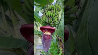 Garden Banana Tree Time Lapse 🍌 #garden #gardening #banana #tree