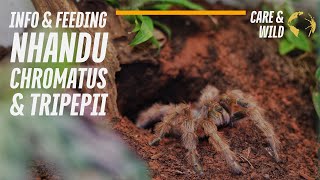 4K Brazilian Giant Tarantula | Nhandu chromatus \u0026 Nhandu tripepii