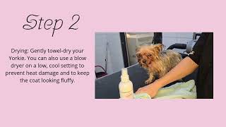 Grooming a Yorky! #puppy #dog #subscribe #dogshorts #doggy #pets #cute