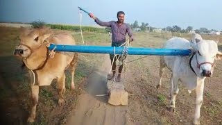 Ongole 4 teeth bull's for Sale | oxen video's - Cart price's available | Super fast bull's sales..