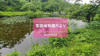 雪国植物園だより 2023/06/08