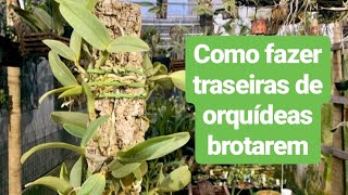 COMO PLANTAR ORQUÍDEAS -  ¿CÓMO PLANIFICAR LAS ORQUÍDEAS? - 23