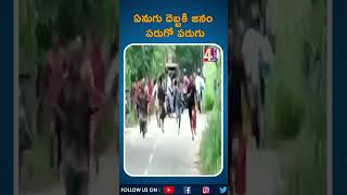 ఏనుగు దెబ్బకి జనం పరుగో పరుగు | #shorts | 4 Sight News