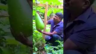 Biggest Bottle Gourd Harvesting - சுரைக்காய் அறுவடை