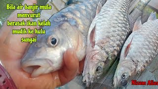 BILA AIR BANJIR MULAI SURUT,IKAN KELAH BANYAK MUDIK KE HULU SUNGAI