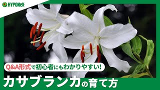 ☘142：カサブランカの育て方｜きれいな花を咲かせる球根の選び方は？水やりや肥料など日々の管理もご紹介 【PlantiaQ\u0026A】植物の情報、育て方をQ\u0026A形式でご紹介