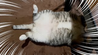 【nyan life】凶暴だった元野良猫が今では…可愛すぎて参る(≧∀≦)